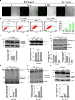 Corrigendum: Cucurbitacin B, purified and characterized from the rhizome of Corallocarpus epigaeus exhibits anti-melanoma potential